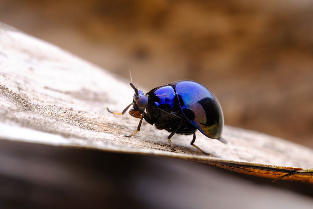TTArtisan Macro 100mm F2.8 EOS-R